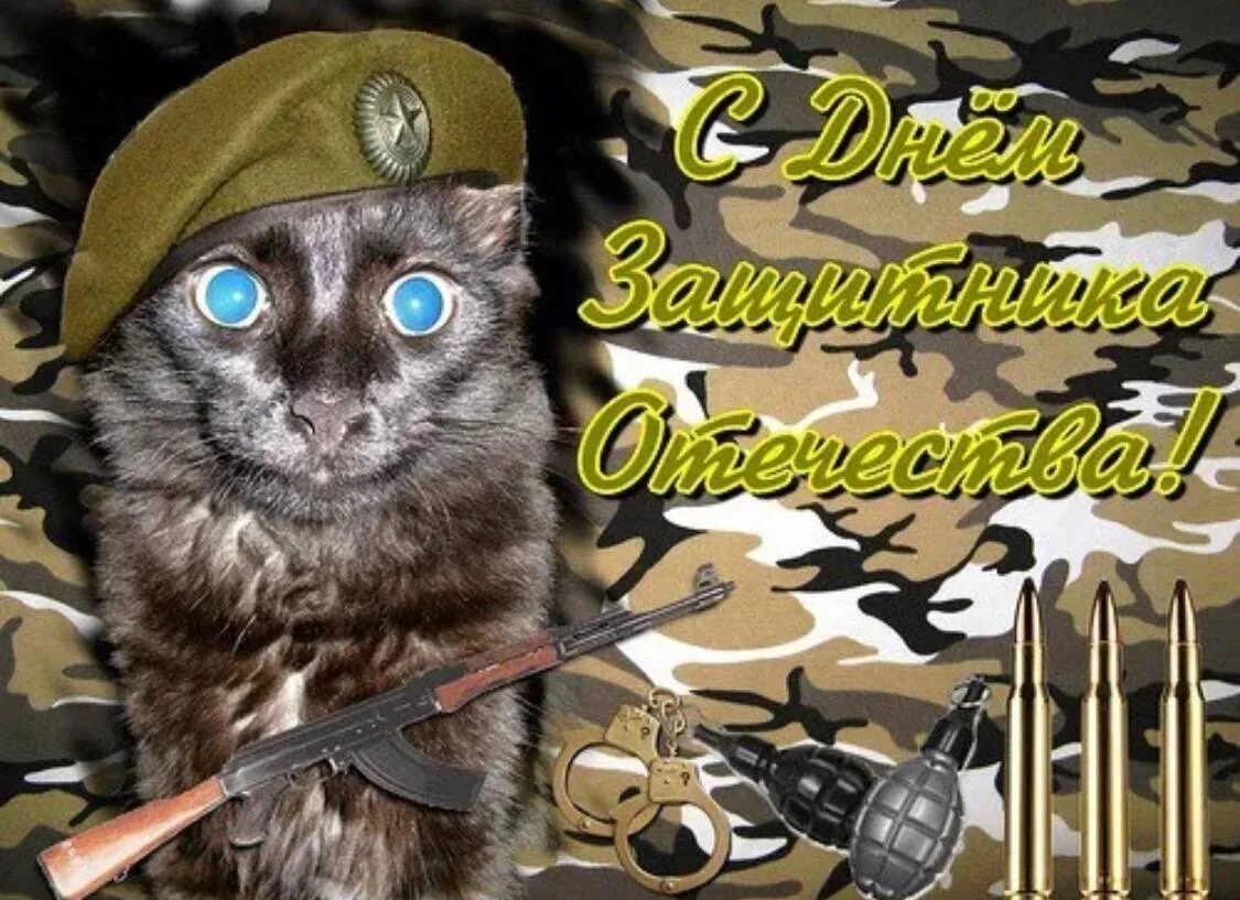 С днем защитника отечества с животными. 23 февраля кот. 23 февраля котики. с 23 февраля котенок. с днем защитника отечества открытка с котом.