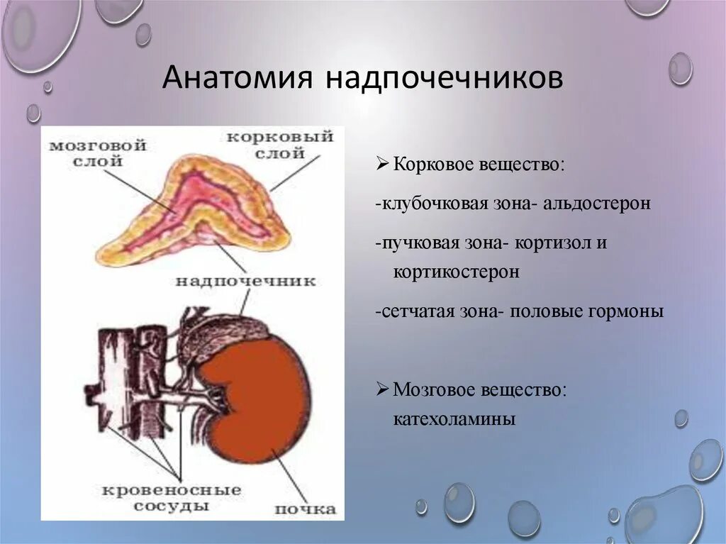 Что выделяют надпочечники. Зоны коркового слоя надпочечников. Анатомическое строение коры надпочечников. Строение надпочечников человека. Надпочечники строение анатомия.