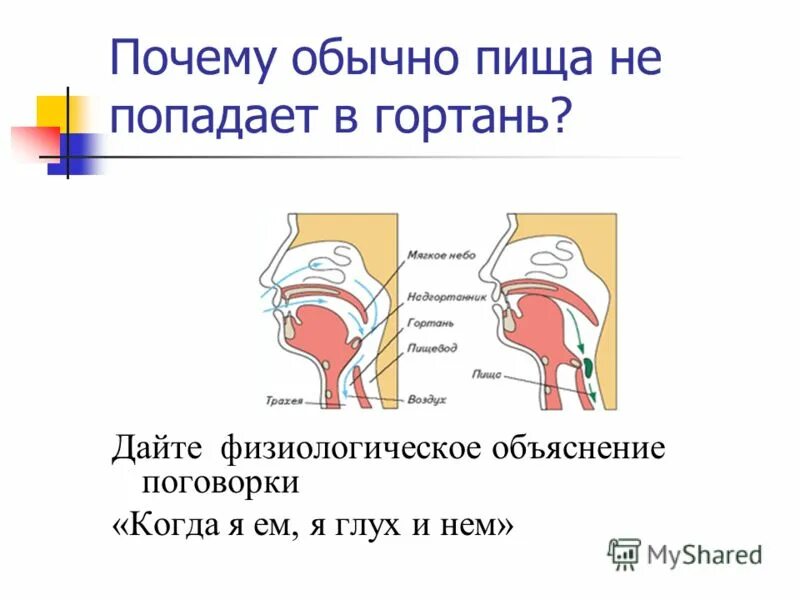 Почему пищит задний. Попадание пищи в гортань. Почему пища не попадает в гортань. Как еда попадает в трахею.