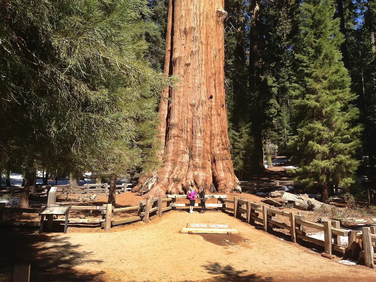 Калифорнийская Секвойя Гиперион. Секвойя дерево Гиперион. Самое высокое дерево Секвойя Гиперион. Секвойя вечнозелёная Гиперион. Самые крупные деревья в россии