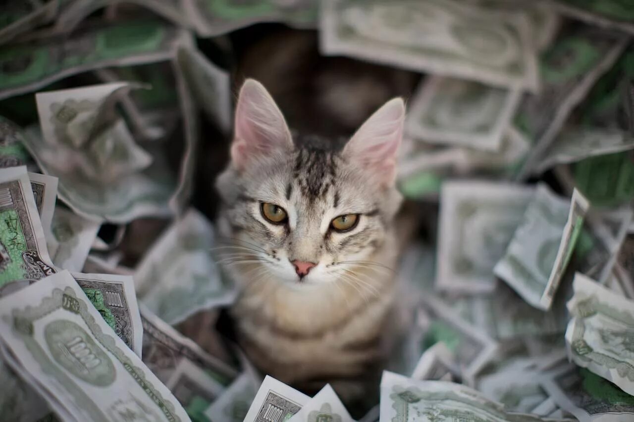 Casino cat official money cat fun. Кот с деньгами. Крутые кошки. Богатый кот. Денежная кошка.