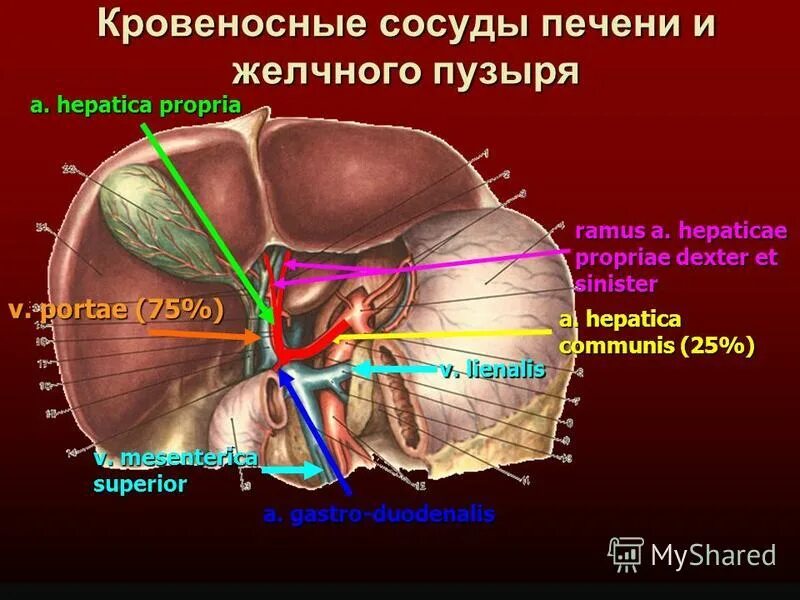 Печень расширены вены. Анатомия печени билиарная система. Скелетотопия печени анатомия. Топография печени кровоснабжение. Анатомия сосудов желчного пузыря.