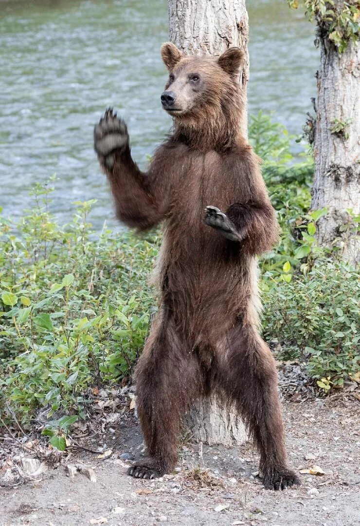 Где медведь танцует. Медведь танцует. Танцующий мишка. Молодой медведь. Медведь танцует фото.