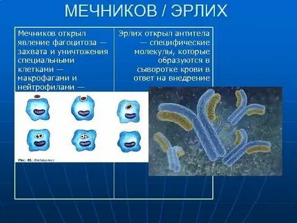 Ученый открывший явление фагоцитоза