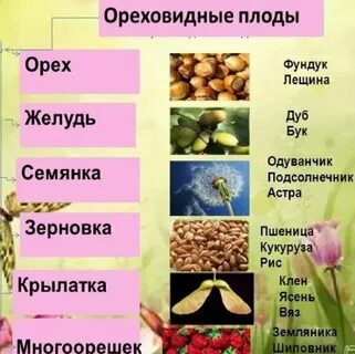 Ореховидные плоды примеры