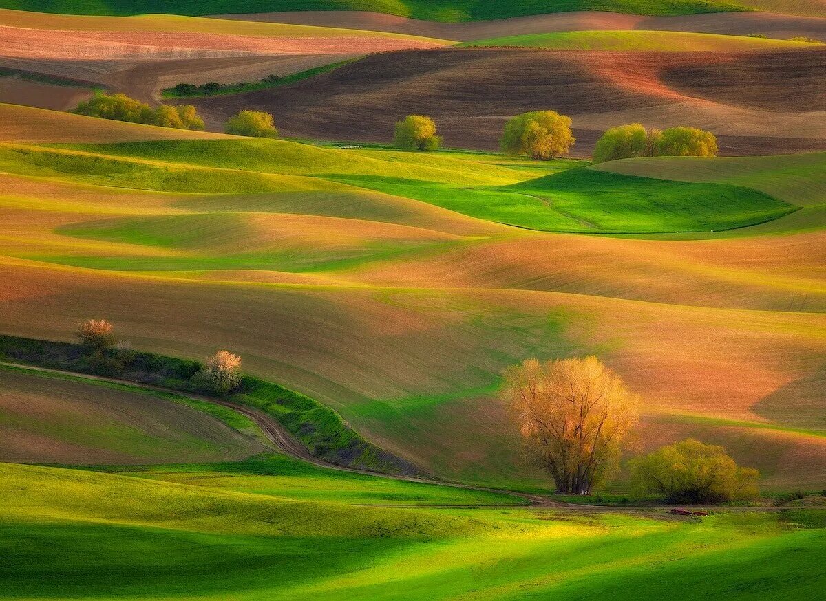 Яркий холм. Холмы Palouse, США. Зелёные холмы Палуз. Необычные пейзажи. Красочный пейзаж.