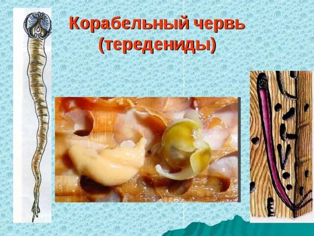 Морской червь моллюск. Корабельный червь двустворчатые. Корабельный червь моллюск. Корабельный червь моллюск строение. Двустворчатые моллюски корабельные черви.