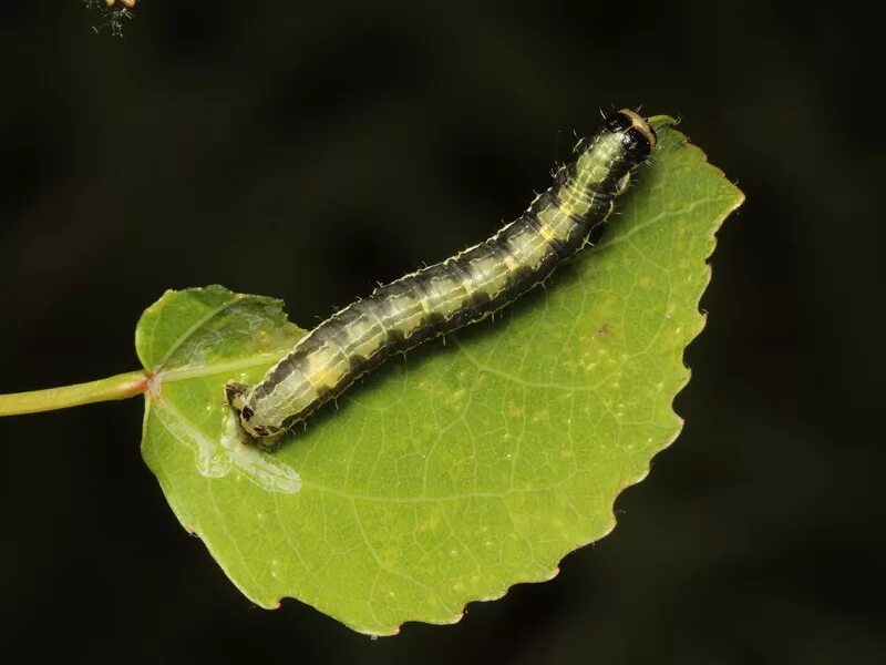 Гусеница бабочки пяденицы тип приспособления. Гу еница ьабаочуи пденицы. Гусеница пяденицы крыжовниковой. Оранжевая гусеница с голубыми точками. Бабочка пяденица обдирало.