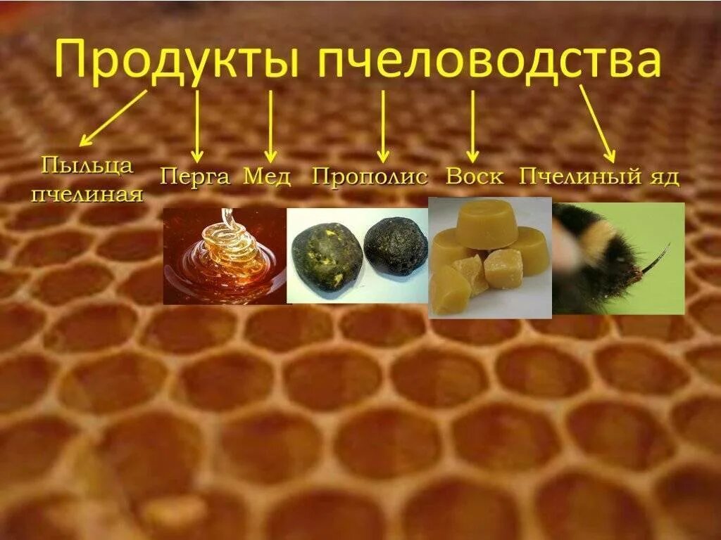 Какие материалы использует пчеловод. Пыльца перга прополис. воск перга прополис. мёд перга пыльца прополис. полезные продукты пчеловодства.