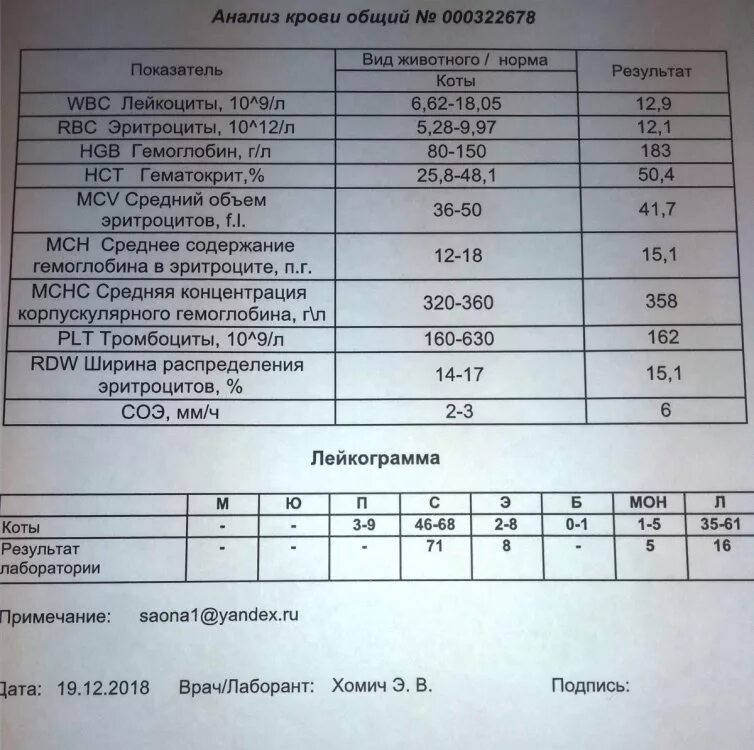 Норма wbc в крови у мужчин. Общий анализ крови WBC. Общий анализ крови у животных. Общий анализ крови животного показатели. Нормы показателей общего анализа крови у животных.