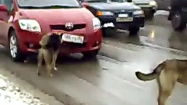 Город где снимали пса. Собака украла машину. Собаки оторвали номер у машины. Пес съемки.