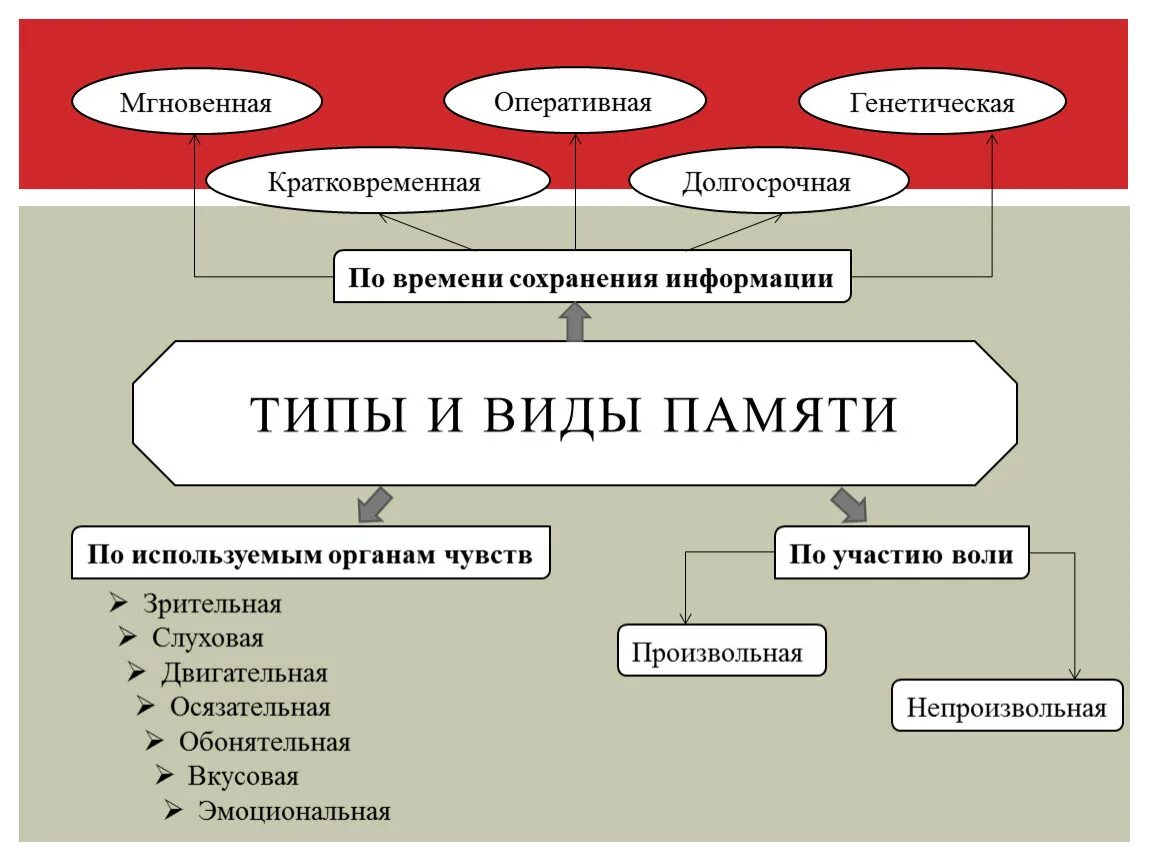 Память относится к психическим