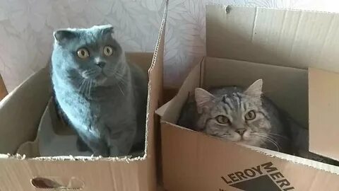 Кошка грызет картонную коробку