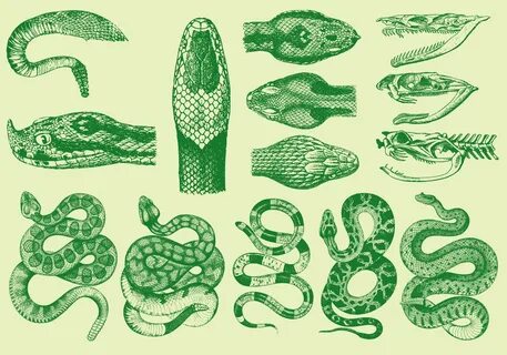 Snake plate