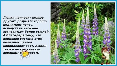 Люпин стихотворение