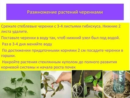 Укоренение вегетативных черенков