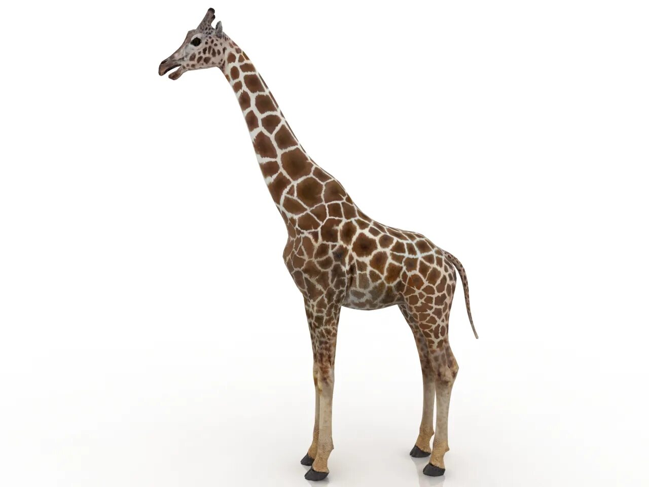 Мод на жирафа. Giraffe 3d. Жираф на белом фоне. Модель жирафа. Жирафы на белом фоне.