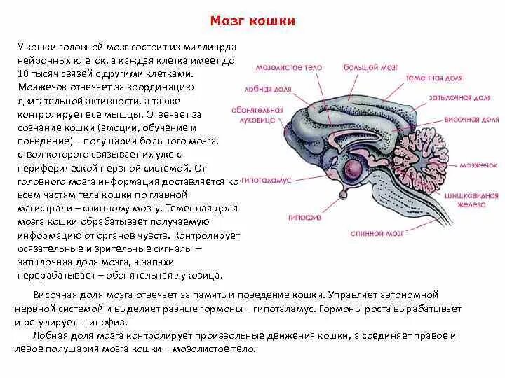 Мозг кошки