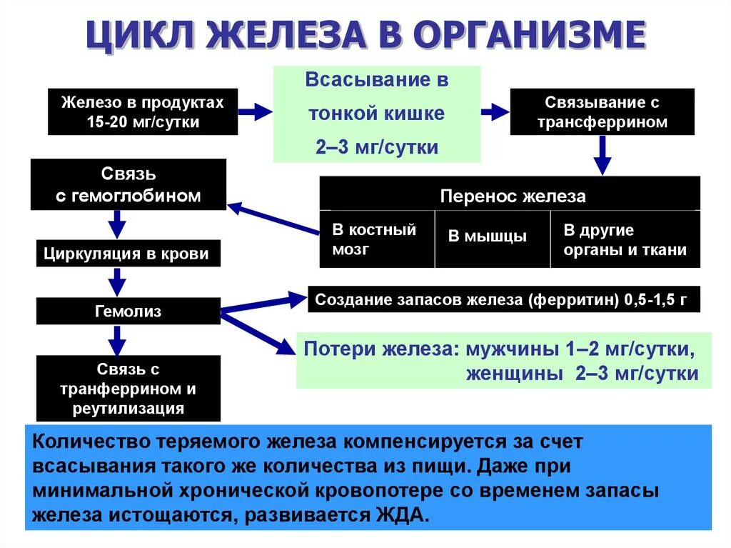 Железо входит в группу. Цикл железа в организме. Поситупления желоезо в органихм. Всасывание железа в организме человека. Цикл усвоения железа.