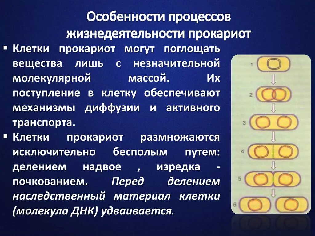 Жизни деятельности клетки. Строение и жизнедеятельность прокариотической клетки. Особенности строения прокариотической клетки. Процессы прокариотической клетки. Особенности строения и жизнедеятельности прокариотических клеток.