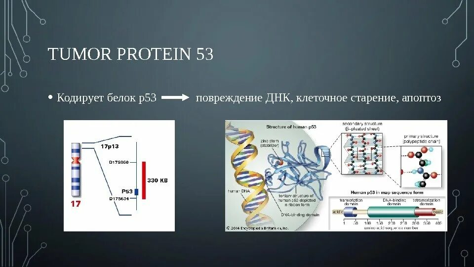 Определите первичную структуру белка закодированного