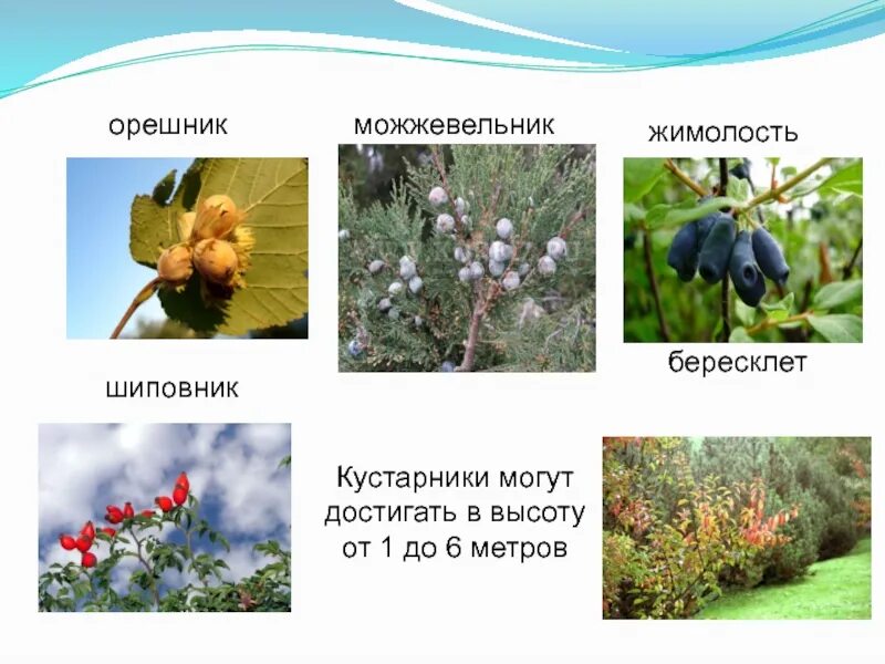 Рябина обыкновенная многоствольная. Калина растет в зоне смешанных лесов. Ягоды смешанного леса. Калина растет в зоне смешанных лесов. Форма листа рябины обыкновенной.