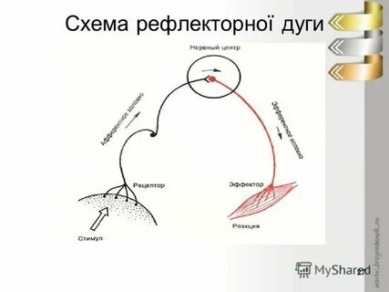 Рефлекторная дуга рефлекса чихания