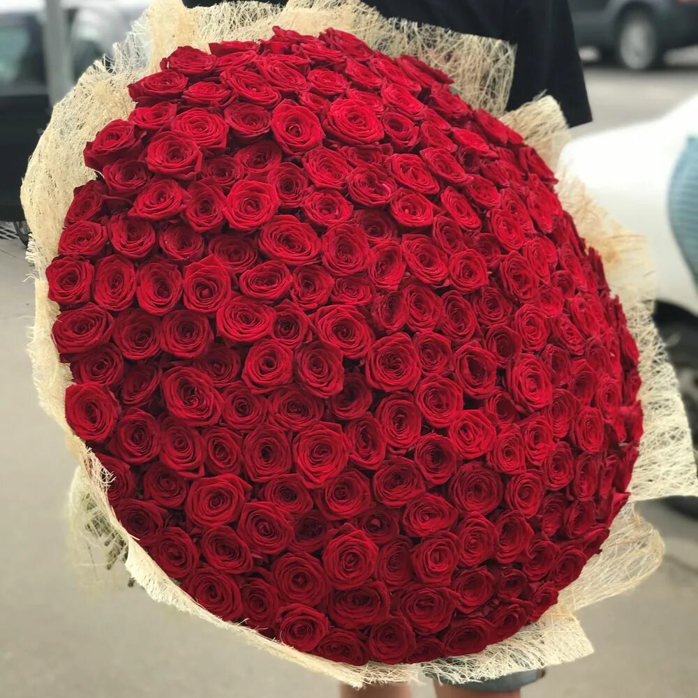 Корзина из 301 розы. Букет из бордовых роз. Букет "девушке". 70 роз. Букет из роз 70 см.