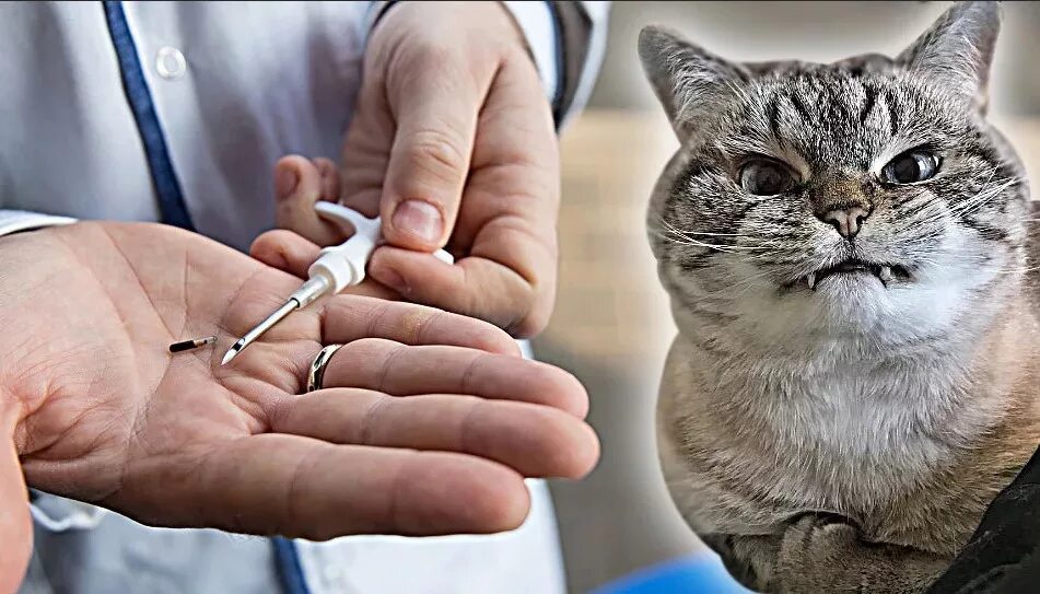 Чипирование это. Чипирование кота. чип для кошек. микрочипы для животных. микрочип для кошек.