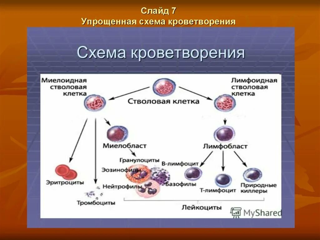 Клетки гемопоэза. Схема кроветворения стволовая клетка. Кроветворение гемопоэз гистология. Схема образования кровяных клеток. Схема кроветворения гистология.