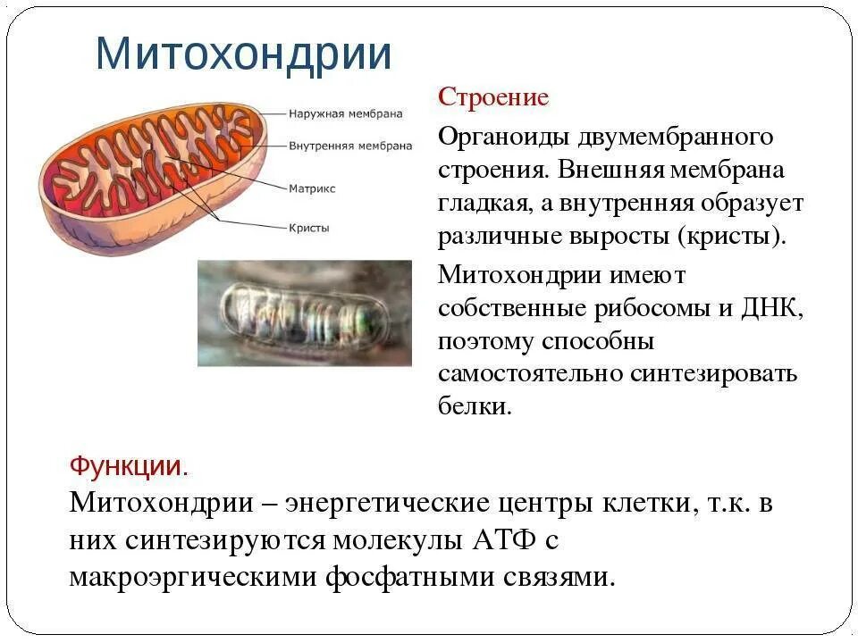 Митохондрии их структура и функции. Строение и функции митохондрии клетки. Митохондрии состав строение и функции. Состав и строение митохондрии.