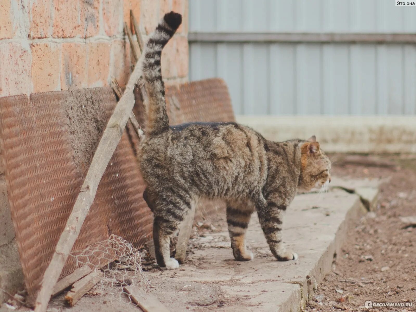 Соседский кот метит. Кот метит. Кот метит территорию. Коты метят территорию. Кот помечает территорию.