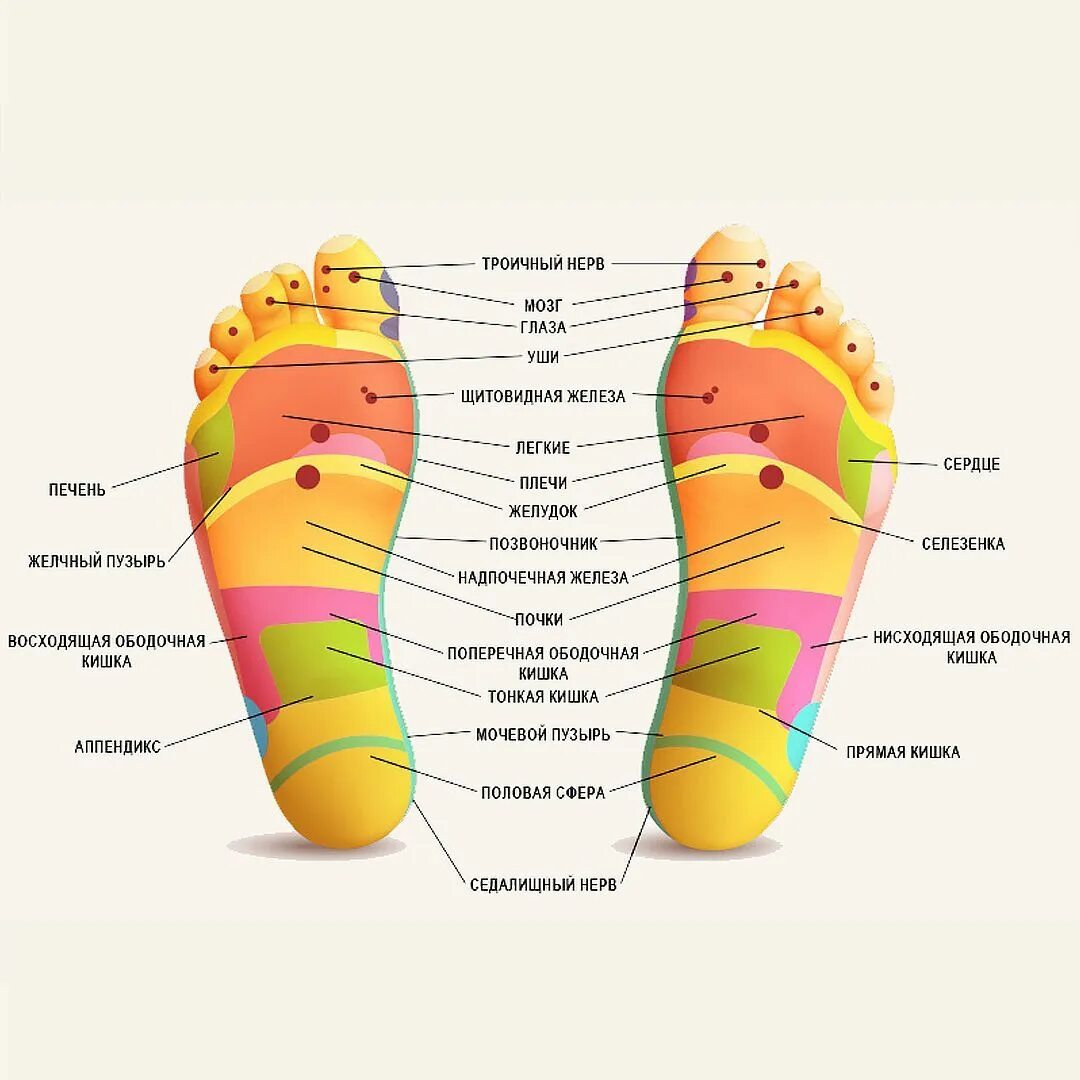 Болит стопа снизу. Лечебные точки на ступне. Точки на подошве ног. Нервные точки на ступнях. Точки органов на стопе.