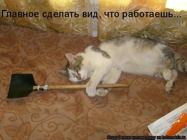 Сделай вид что работаешь. Мухобойка последний шанс. делаю вид что работаю картинки. кот с мухобойкой. делает вид что работает.