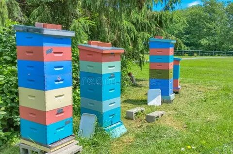 Какими цветами красить улья