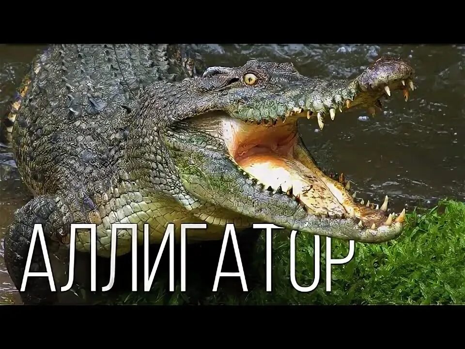 Крокодил 2024. Игрушка на руку крокодил. Крокодил 2024. Нильский крокодил и аллигатор. Мягкая игрушка крокодил.