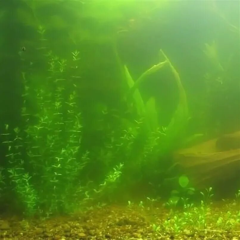 Вода в аквариуме стала зеленой. Если зацвел аквариум что делать. Зеленый аквариум. Зацвела вода в аквариуме. Мутная вода в аквариуме.