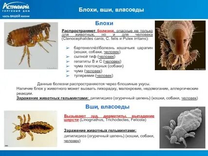 Блохи вред для человека