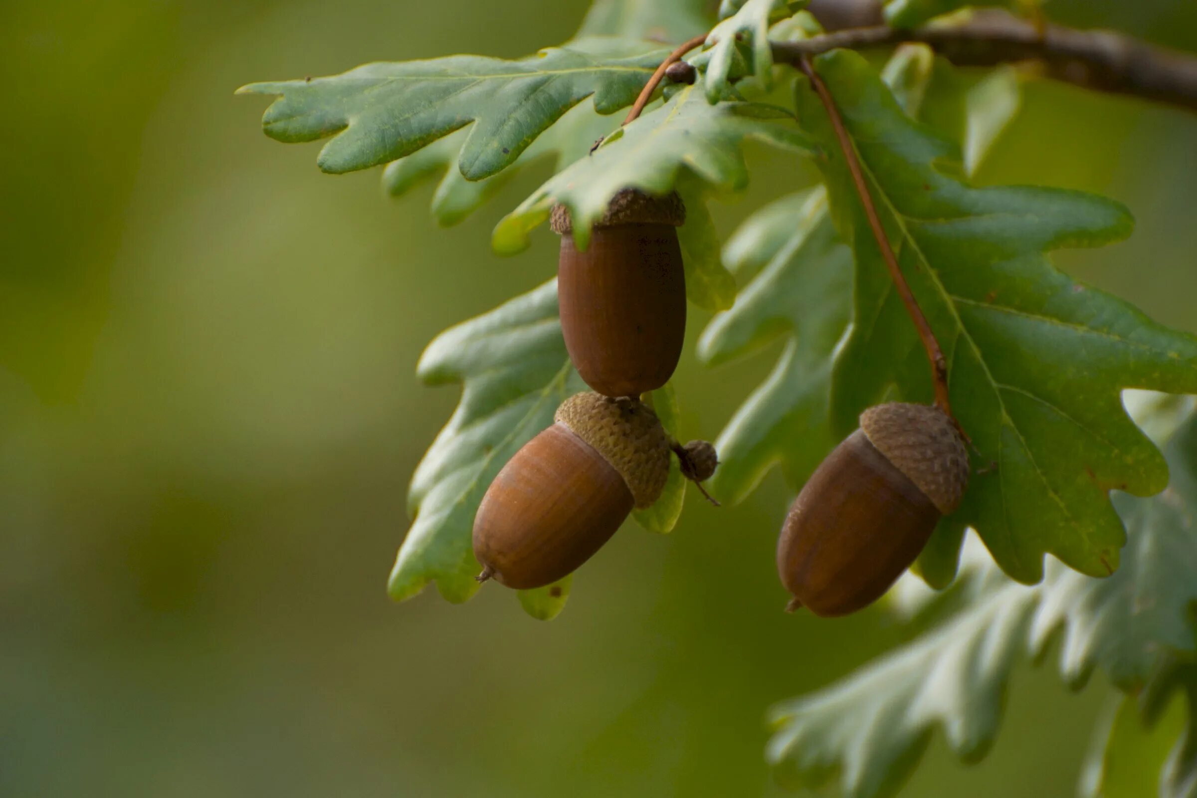 Дуб черешчатый плод. Дуб черешчатый плод. Дуб черешчатый (quercus robur). Дуб плоды и семена. Дуб черешчатый желуди.