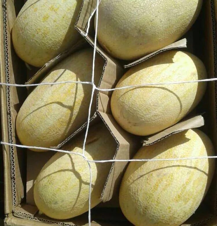 Clause дыня амал f1. Дыня f1 мирон. Дыня мануэла f1. Дыня иран зеленая. Дыня амал f1.