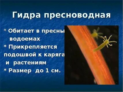 Регенерация гидры