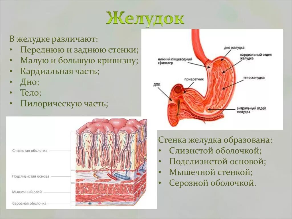 Слизистая желудка выделяет. Строение желудка оболочки. Строение стенки желудка. Строение стенки желудка слои. Слизистая оболочка желудка строение.