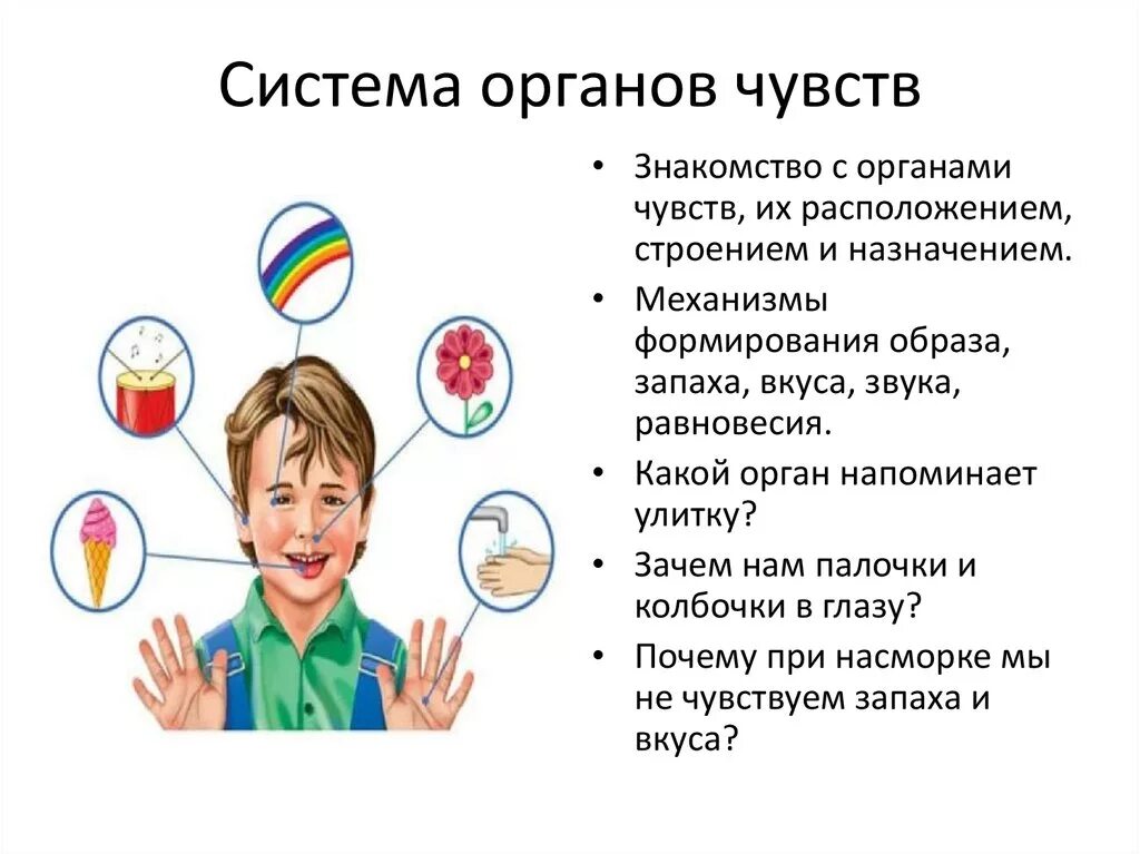 Органы чувств и движения. Система органов чувств. Строение органов чувств. Строение органов чувств человека. Работа органов чувств человека.