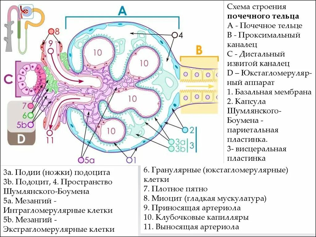 Юга гистология. Строение клубочка почки мезангий. строение почечного клубочка схема. схема строения юкстагломерулярного аппарата почки. строение почечного клубочка гистология.