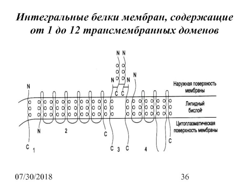 Интегральный белок функции. Интегральные белки функции в мембране. интегральные белки мембраны примеры. функции трансмембранных белков в мембране. примеры интегральных белков мембраны.