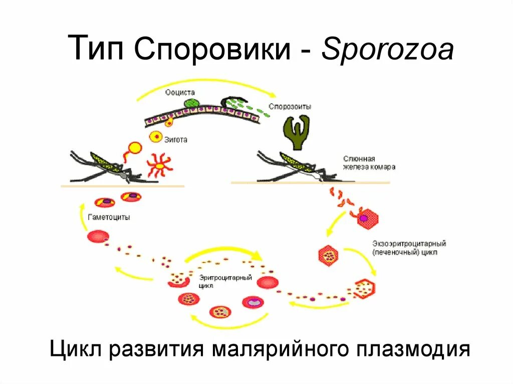 Тип Споровики жизненный цикл малярийного плазмодия. Цикл развития малярийного плазмодия. Цикл развития споровиков малярийного плазмодия. Жизненный цикл трехдневной малярии. Простейшие этапы развития