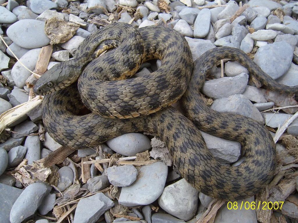 Змей ставропольского края. Водяной уж (Natrix tessellata). Змея шахматная гадюка. Водяной уж и шахматная гадюка. Гадюка шахматная ядовитая.