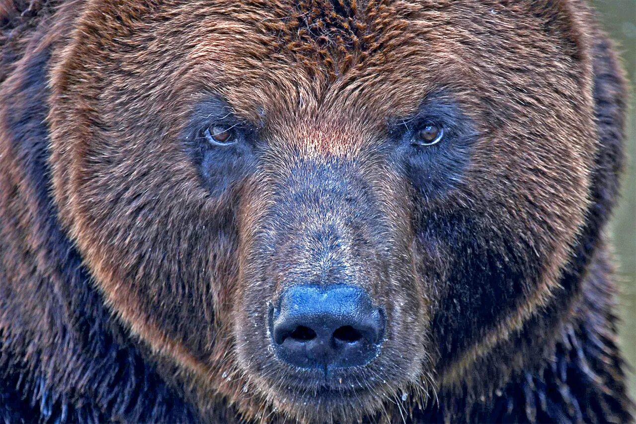 Сиб медведь. Сибирский бурый медведь. Восточносибирский бурый медведь. Бурый медведь Сибирь. Сибирский бурый медведь бурые медведи.