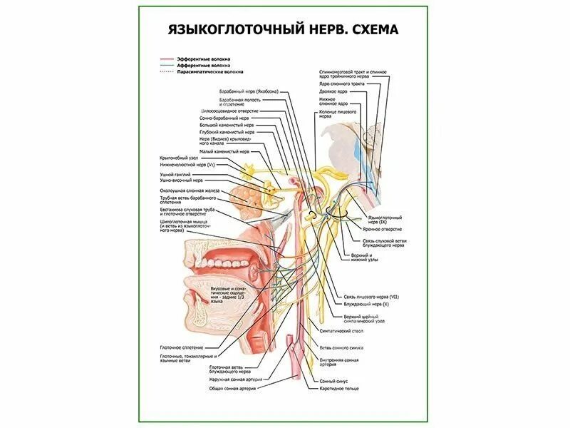 Языкоглоточный й нерв Неттер. Языкоглоточный нерв ядра. Языкоглоточный нерв анатомия Неттер. Языкоглоточный нерв анатомия на препарате. Освобождение нерва латынь