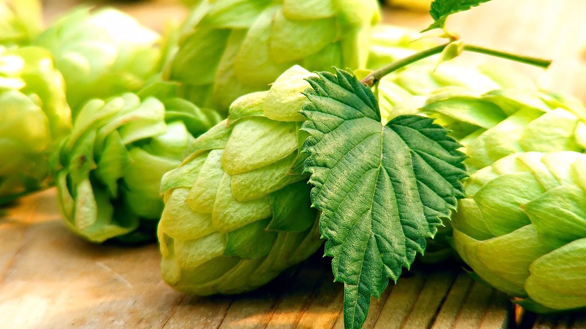 Hop